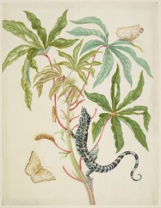 Cassava with White Peacock Butterfly and young Golden Tegu, 1702-03. Maria Sibylla Merian. Royal Collection Trust / (C) Her Majesty Queen Elizabeth II 2016. 